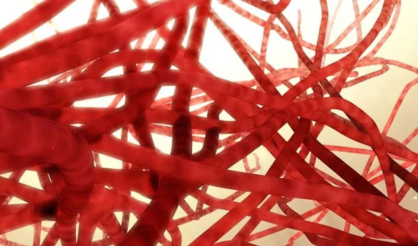 Desarrollo de un método para imprimir en 3D redes capilares sanguíneas en Estados Unidos